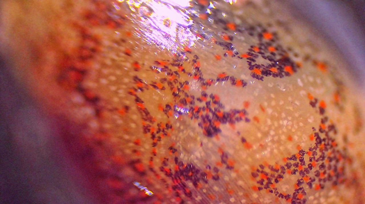 Un''armatura di gelatina: come si difende la Bulla striata
